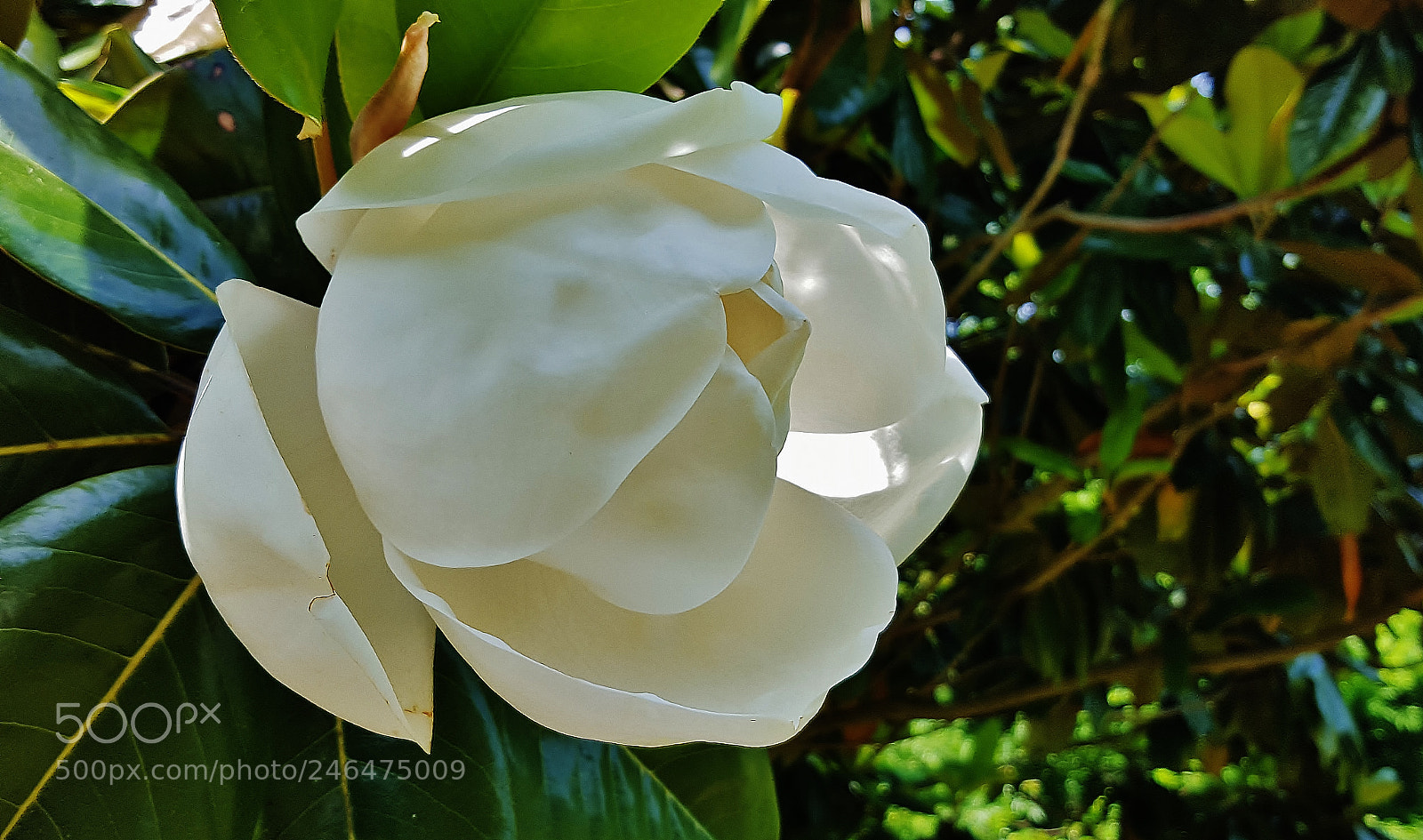 Samsung Galaxy S6 sample photo. Southern magnolia bud photography