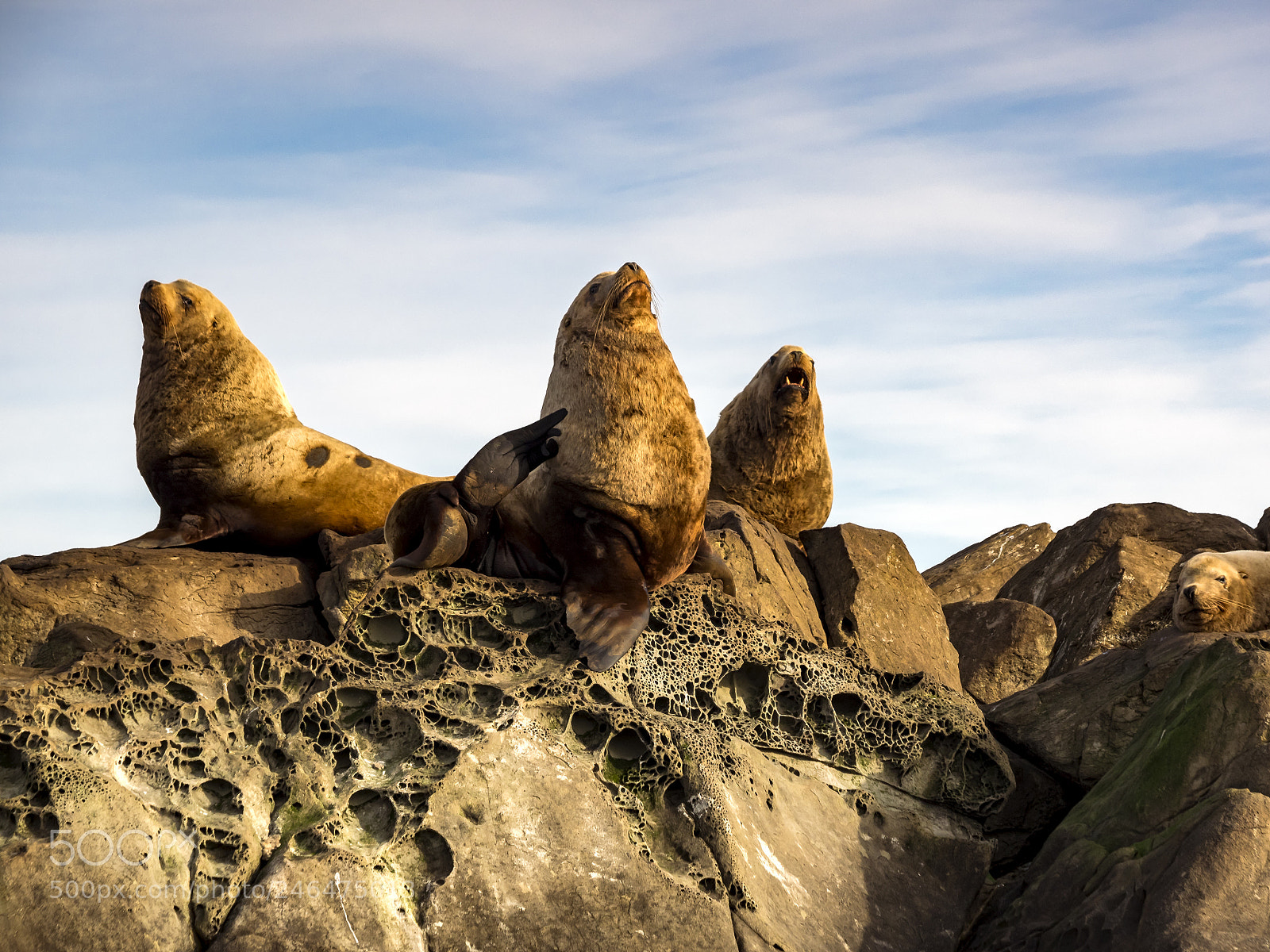 Olympus OM-D E-M1 sample photo. Three steller sea lions photography