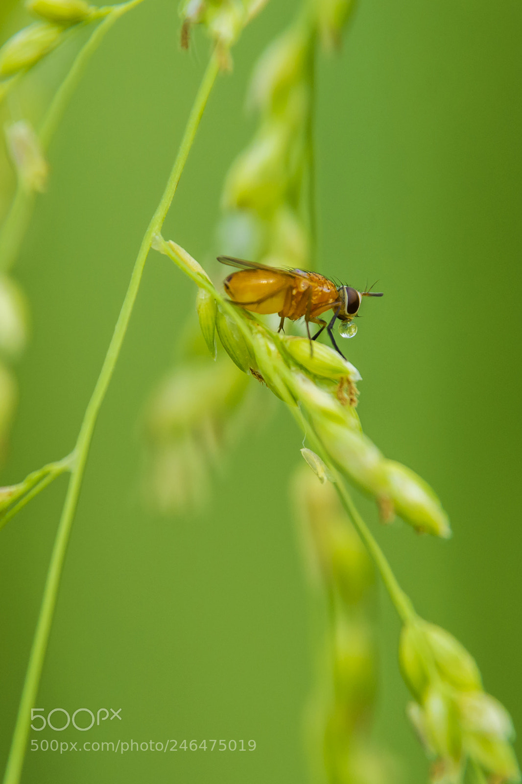 Nikon D7100 sample photo. Honey bee photography