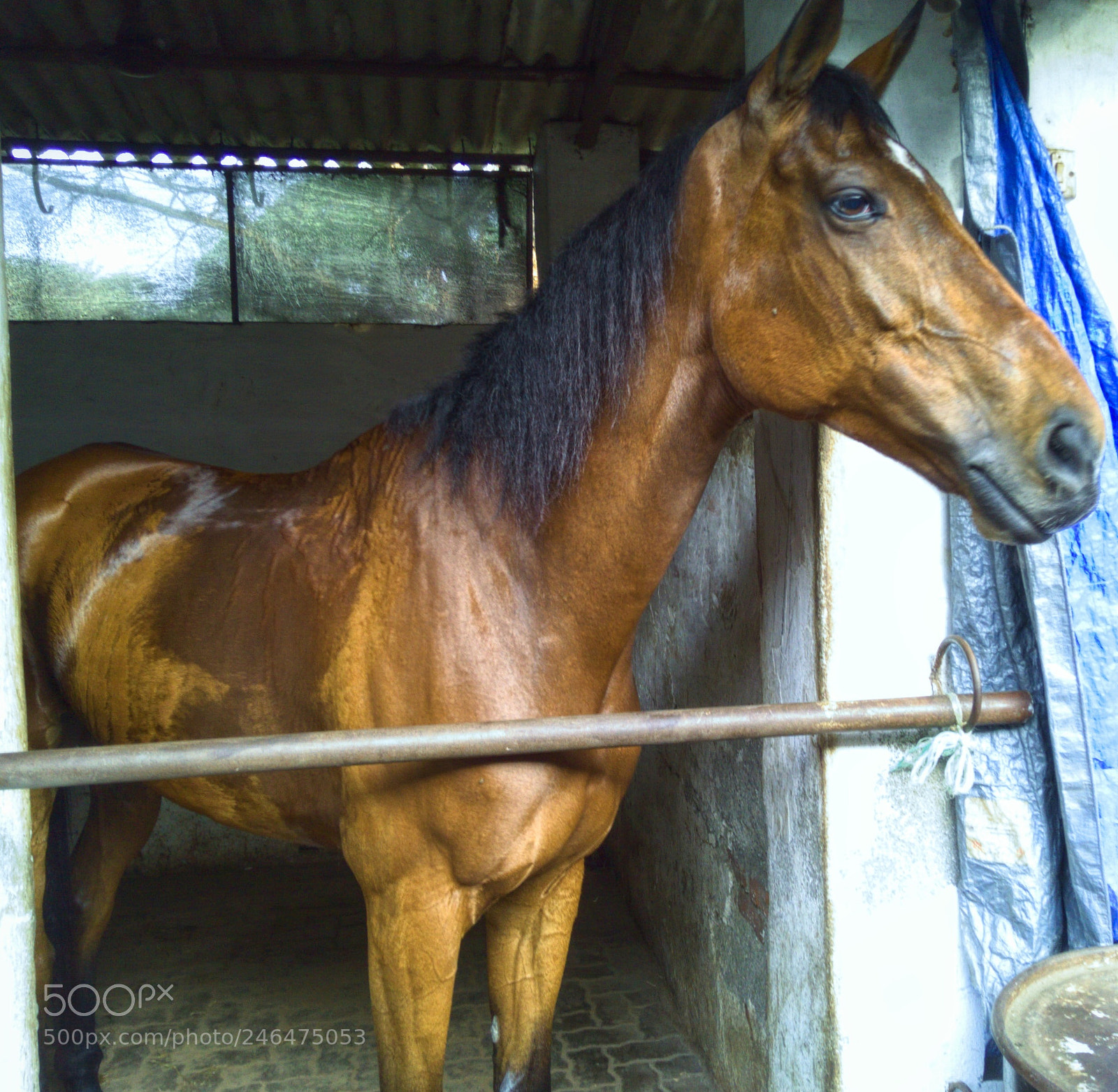 OPPO A37fw-International sample photo. The thorough breed clicked photography