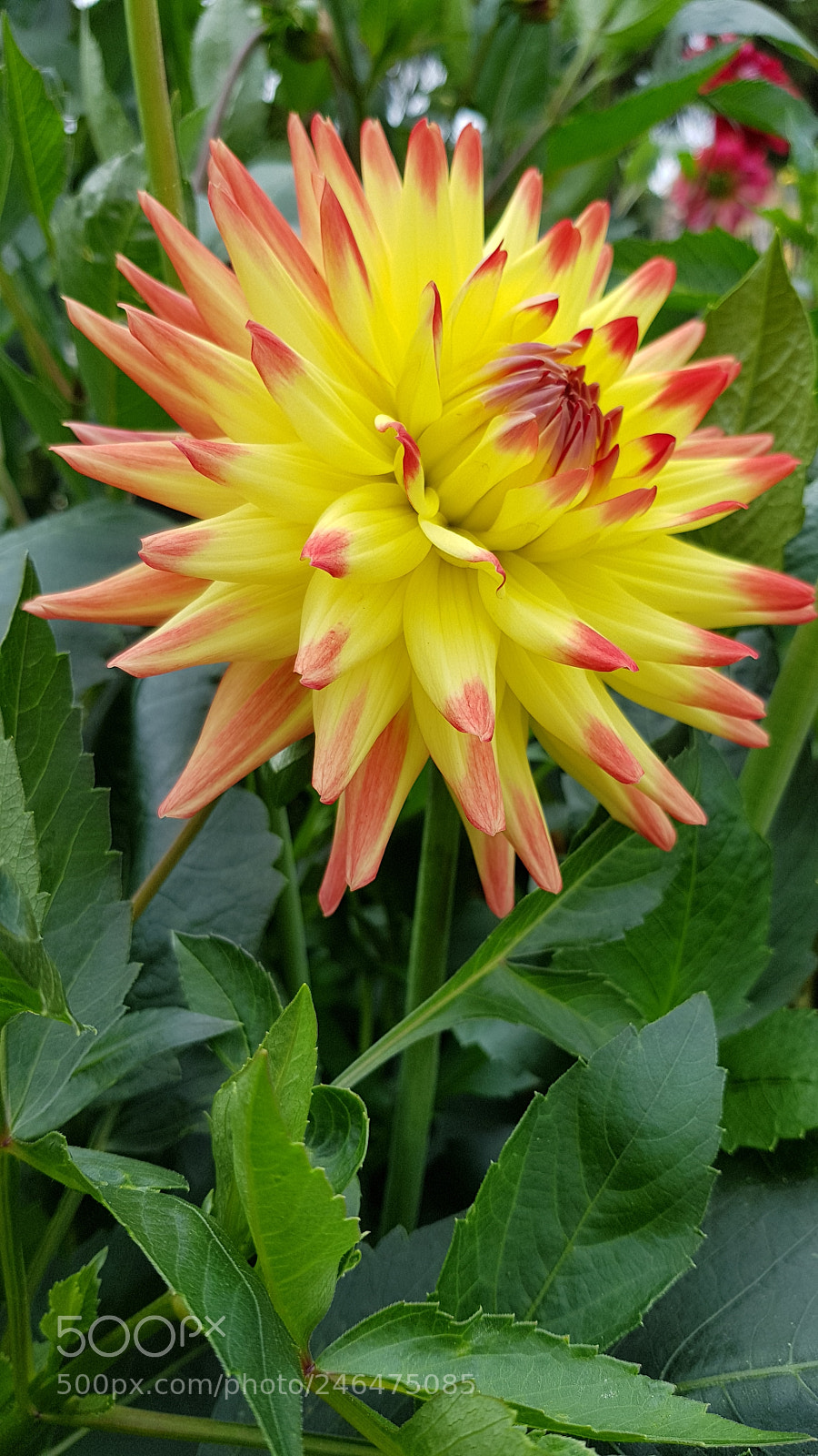 Samsung Galaxy S8 sample photo. Sonne im garten ? photography
