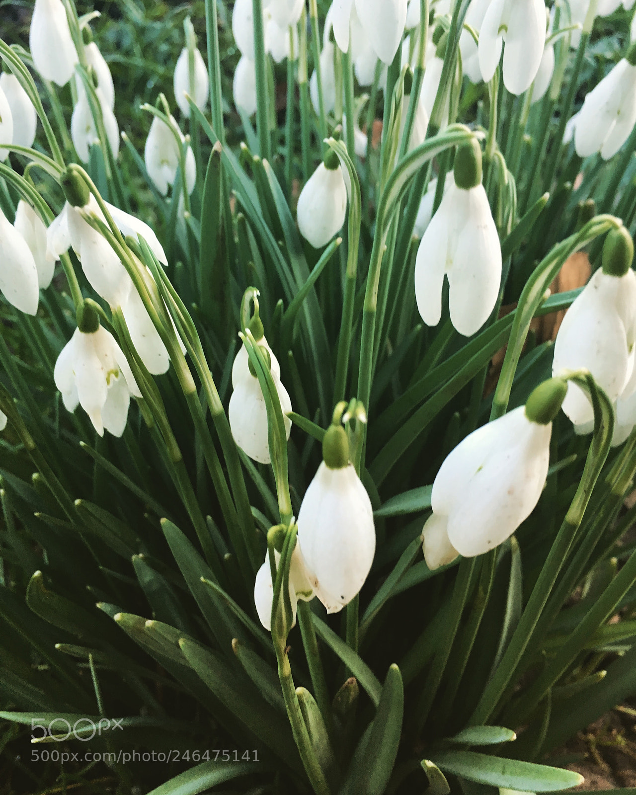 Apple iPhone 6s sample photo. Snowdrops photography