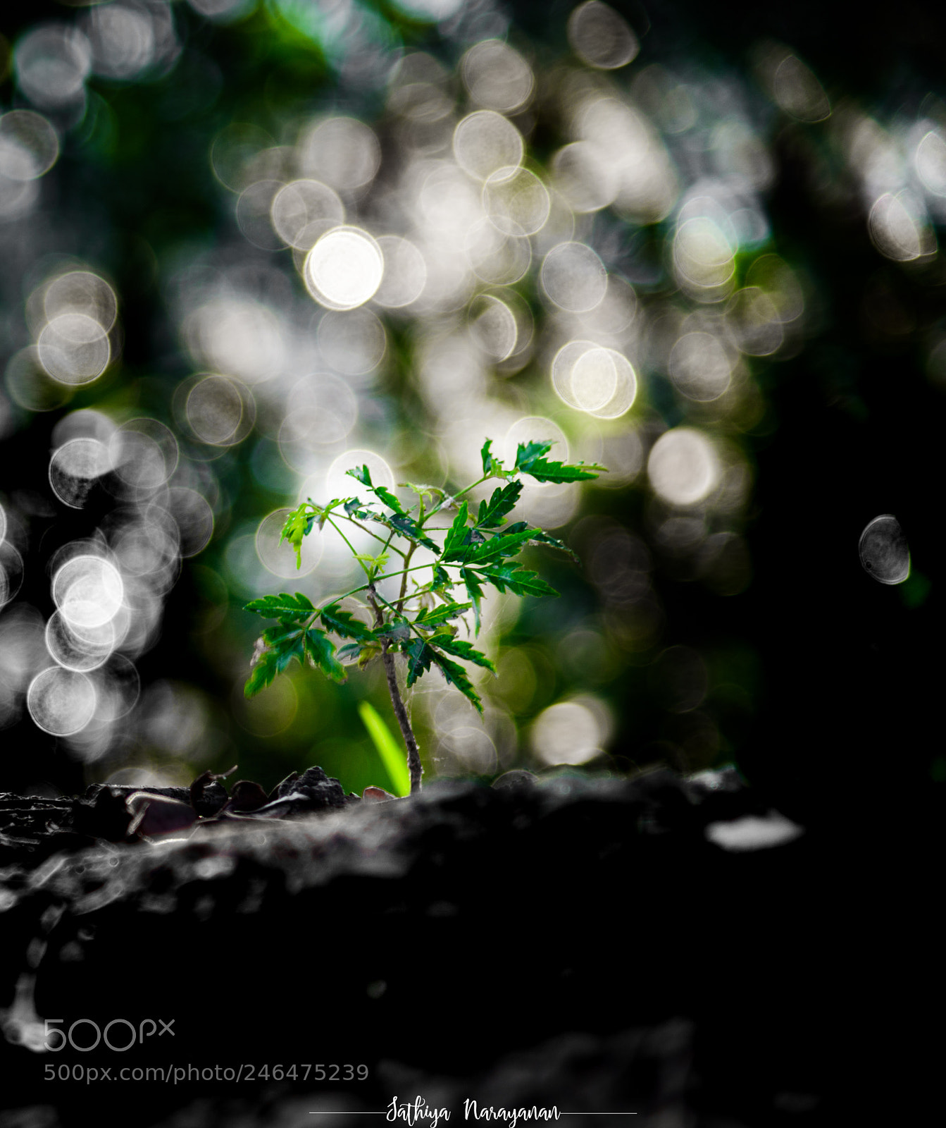 Nikon D810 sample photo. Already in fame sapling photography