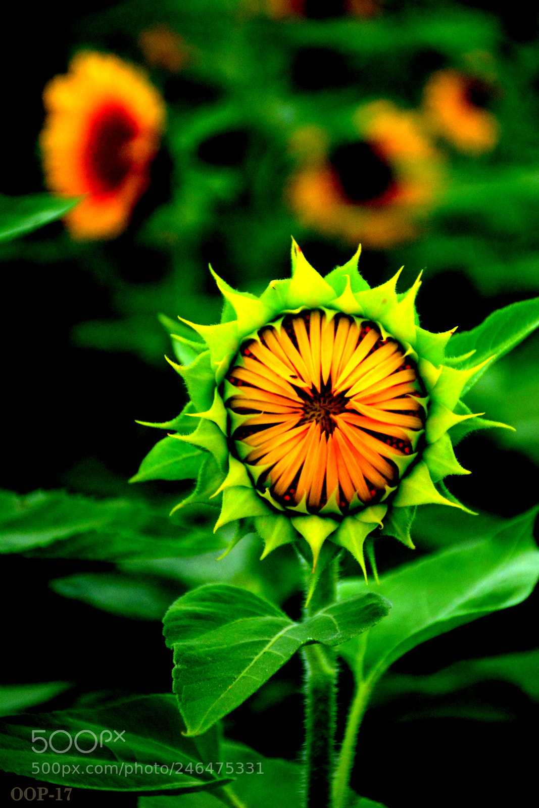 Nikon D7100 sample photo. Dsc photography
