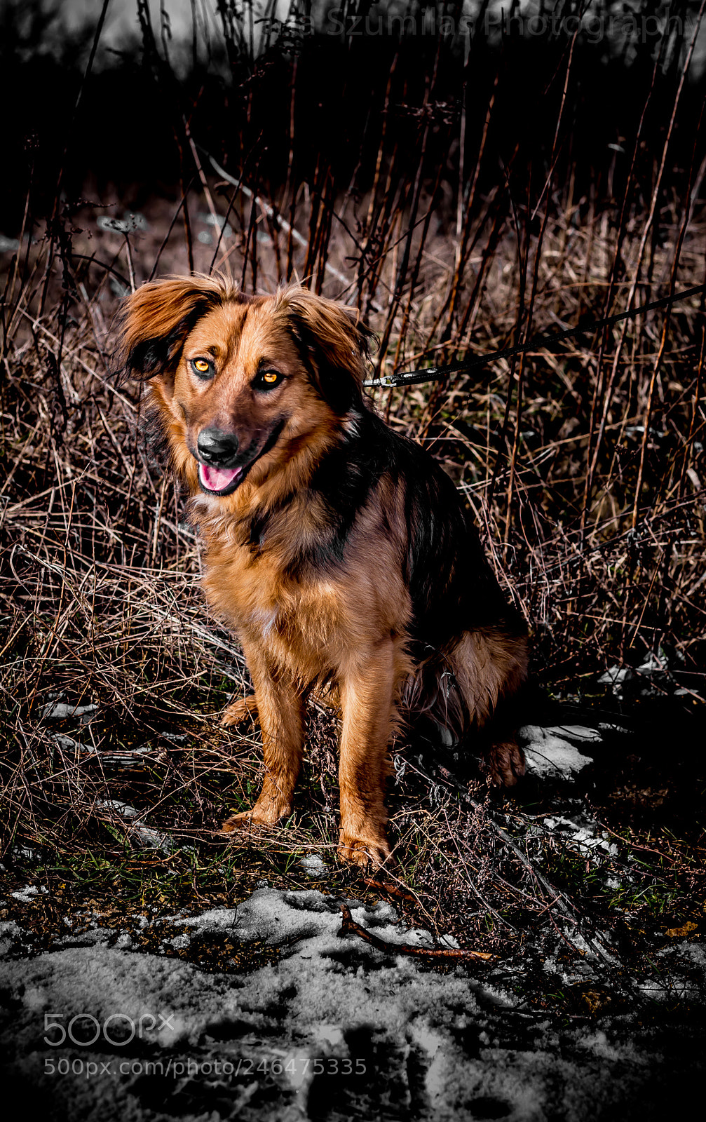 Nikon D7100 sample photo. Hypnotist photography