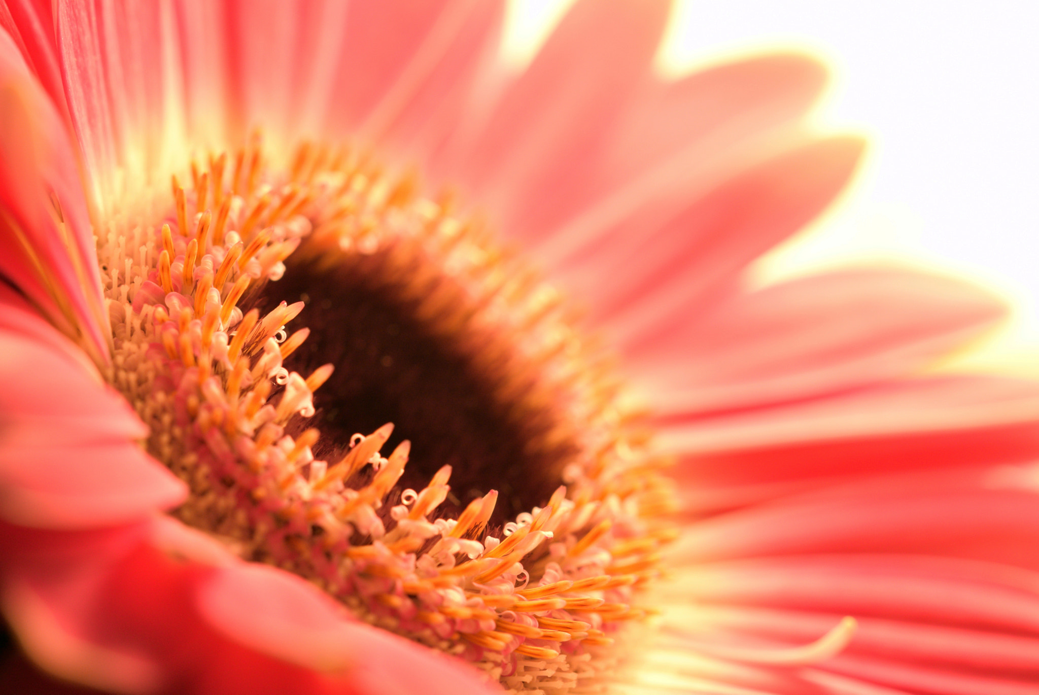 Sigma 105mm F2.8 EX DG OS HSM sample photo. Details photography