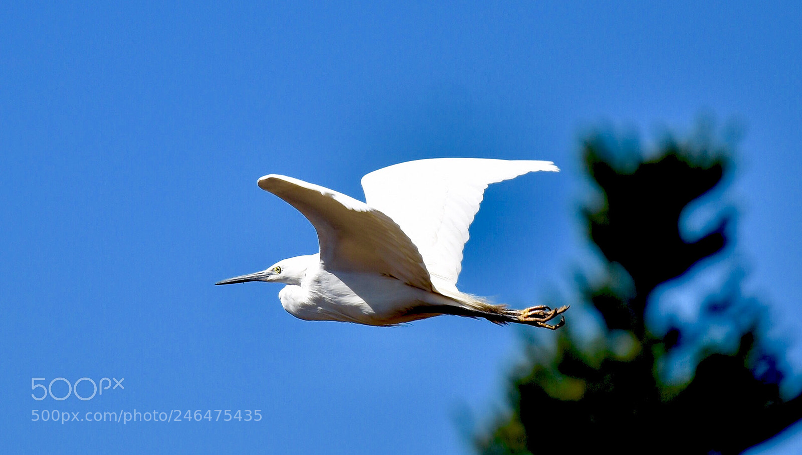 Nikon D7200 sample photo. Fly photography