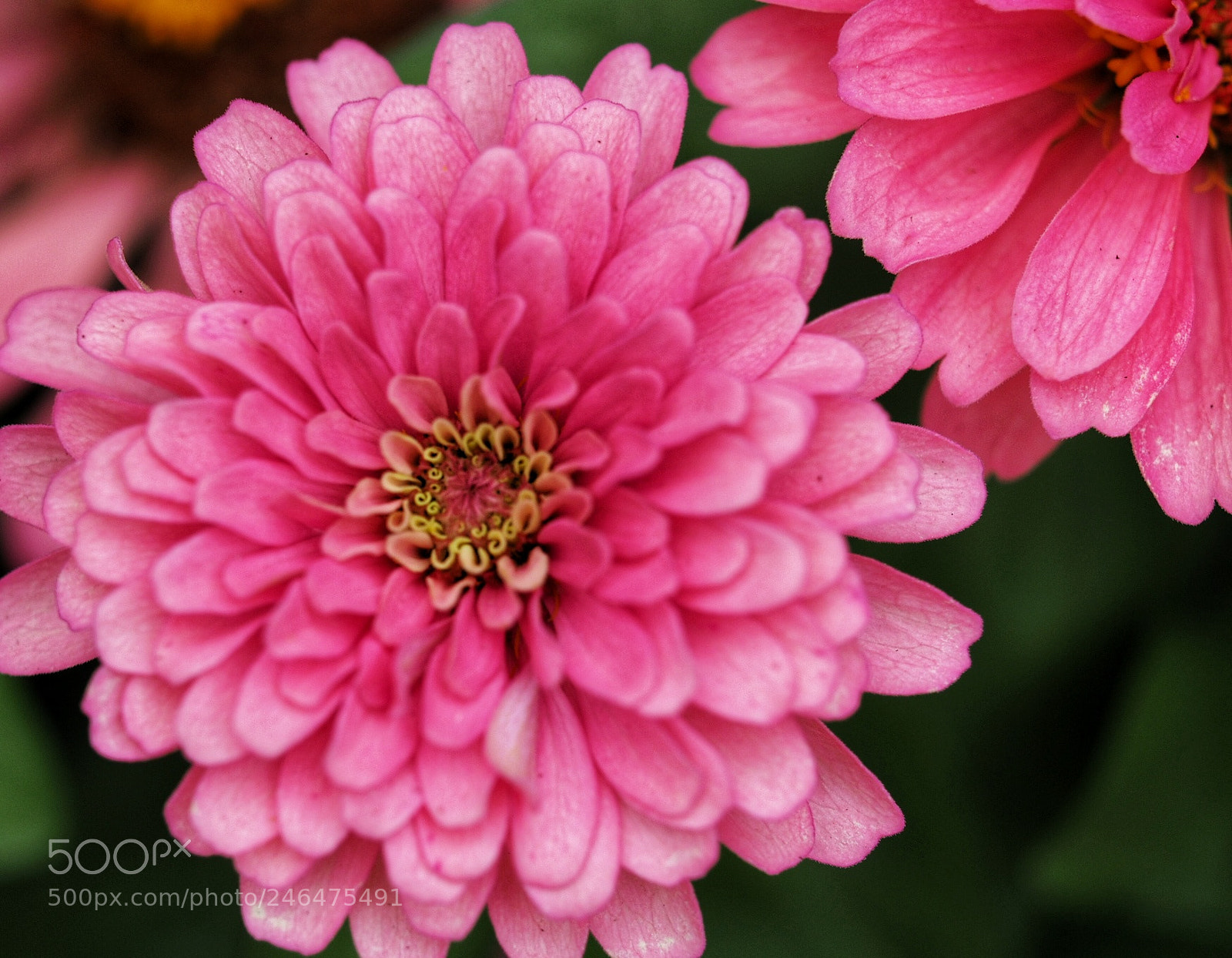 Olympus OM-D E-M1 Mark II sample photo. Untitled photography