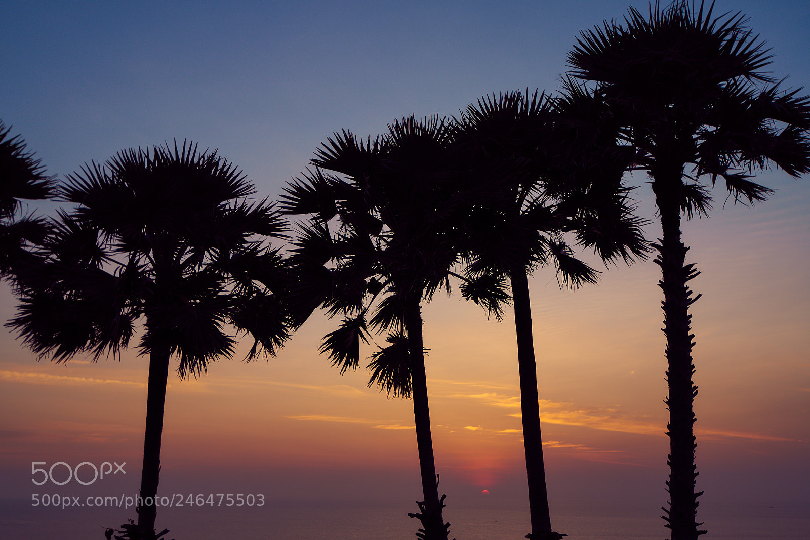 Sony a99 II sample photo. Vice city photography