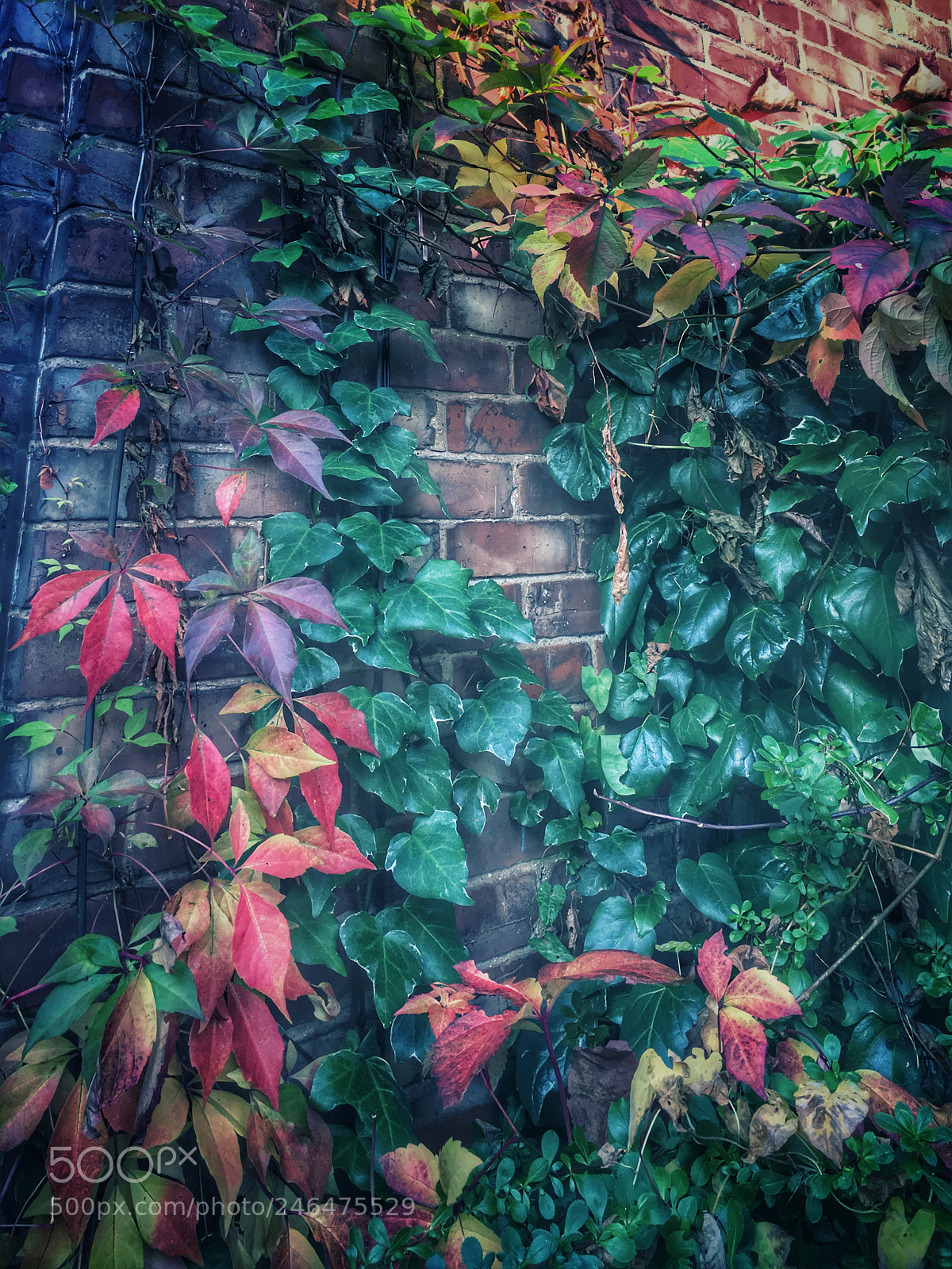Apple iPhone 6s sample photo. Ivy wall photography