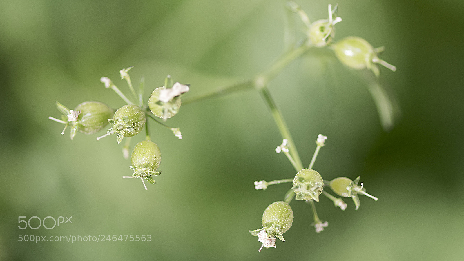 Nikon D500 sample photo. Flower photography