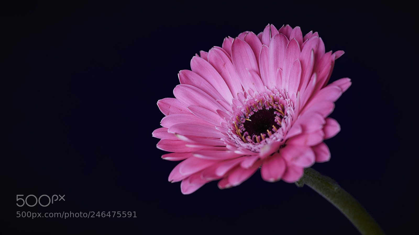 Nikon D800E sample photo. Lightcatcher photography