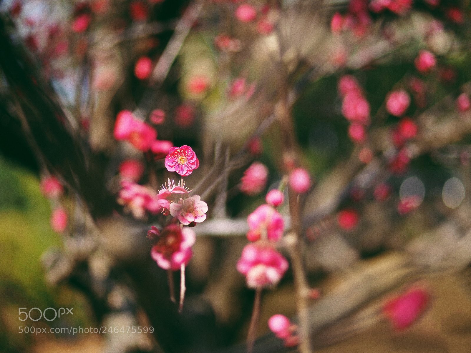 Olympus OM-D E-M10 II sample photo. Depth of beauty photography