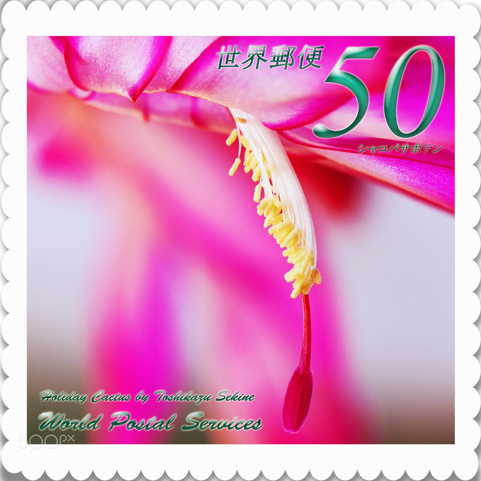 Nikon D800E sample photo. Holiday cactus photography
