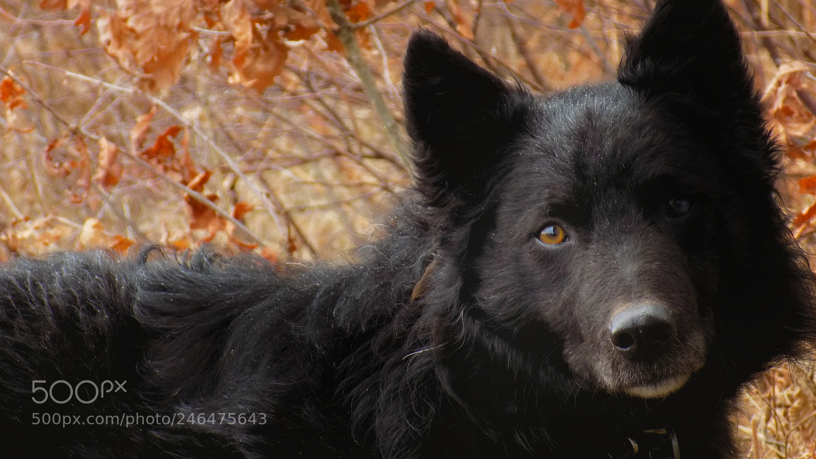 Nikon COOLPIX L330 sample photo. Hund photography