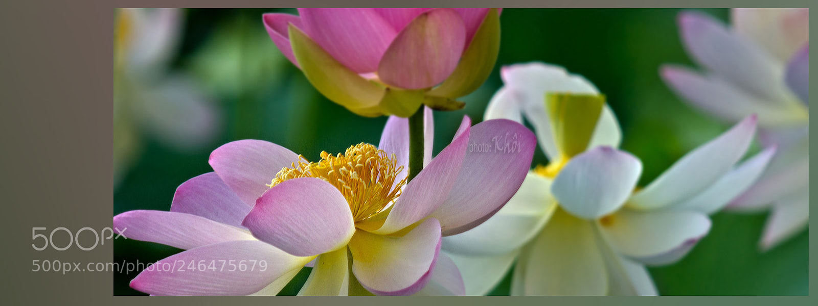 Canon EOS 550D (EOS Rebel T2i / EOS Kiss X4) sample photo. Lotus photography