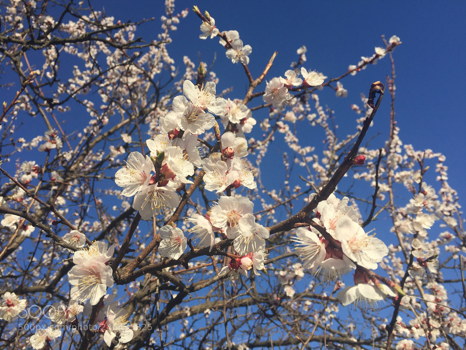 Apple iPhone 6 sample photo. Untitled photography