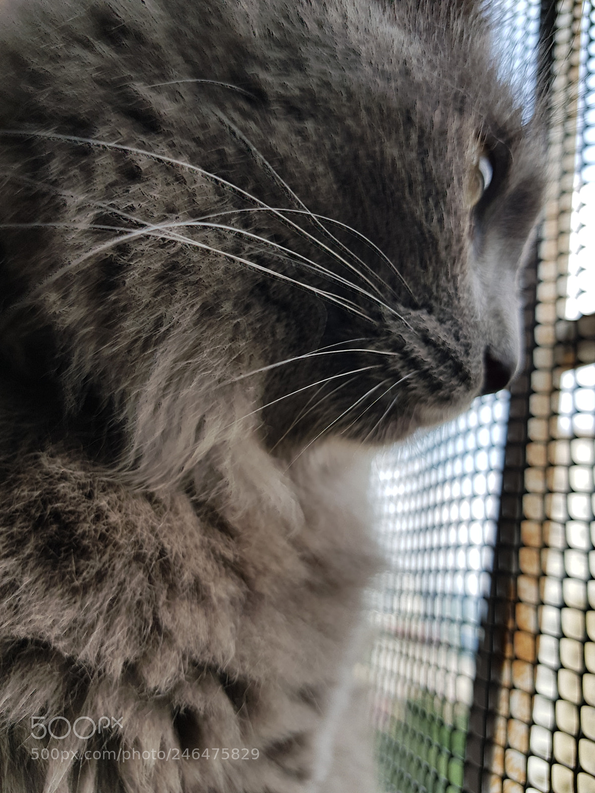 Samsung Galaxy S8+ sample photo. Untitled photography