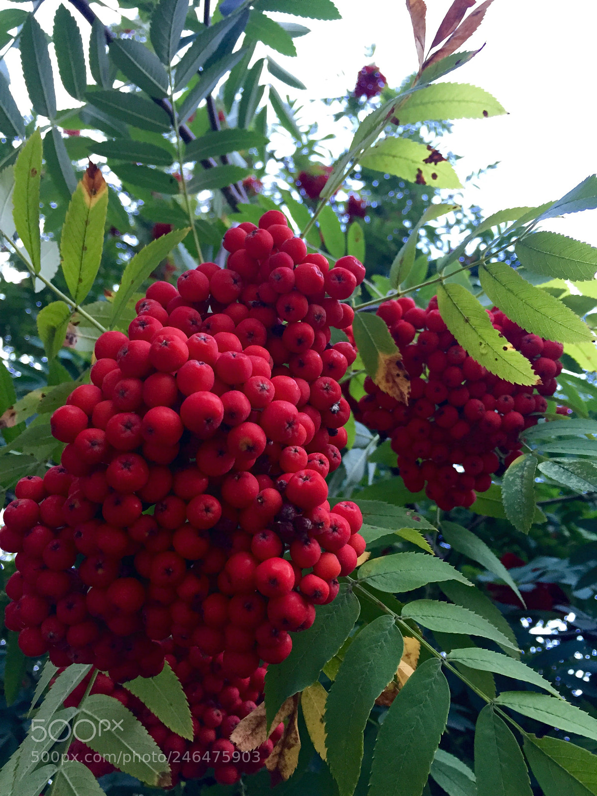 Apple iPhone 6 sample photo. Untitled photography