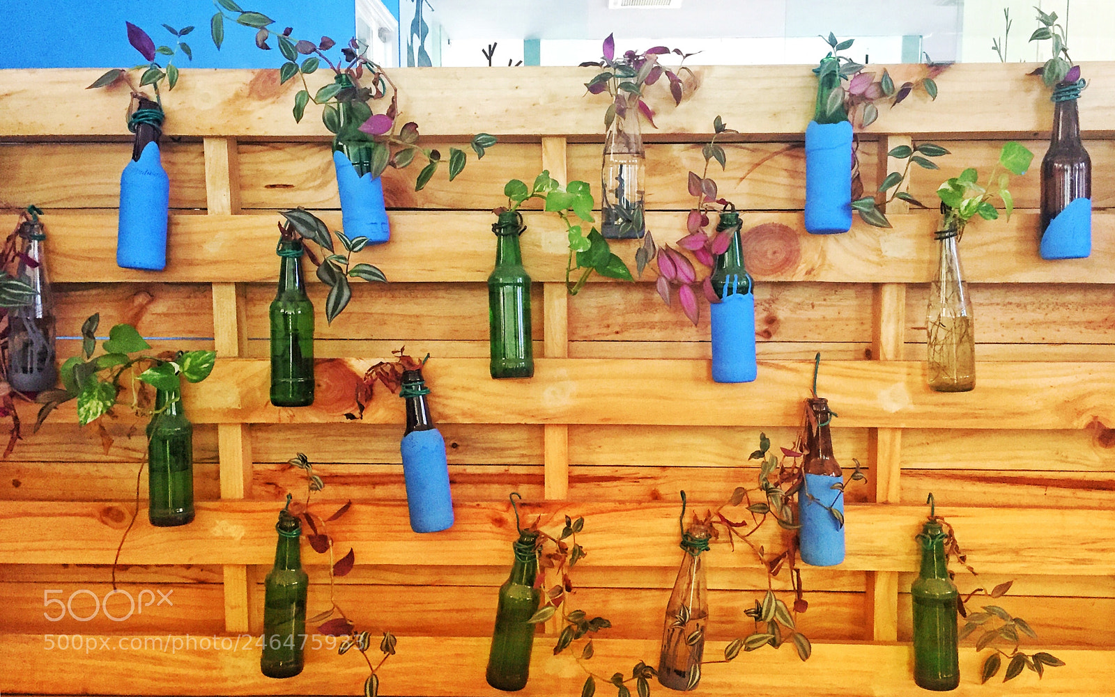 Apple iPhone 6 sample photo. Plants capture photography
