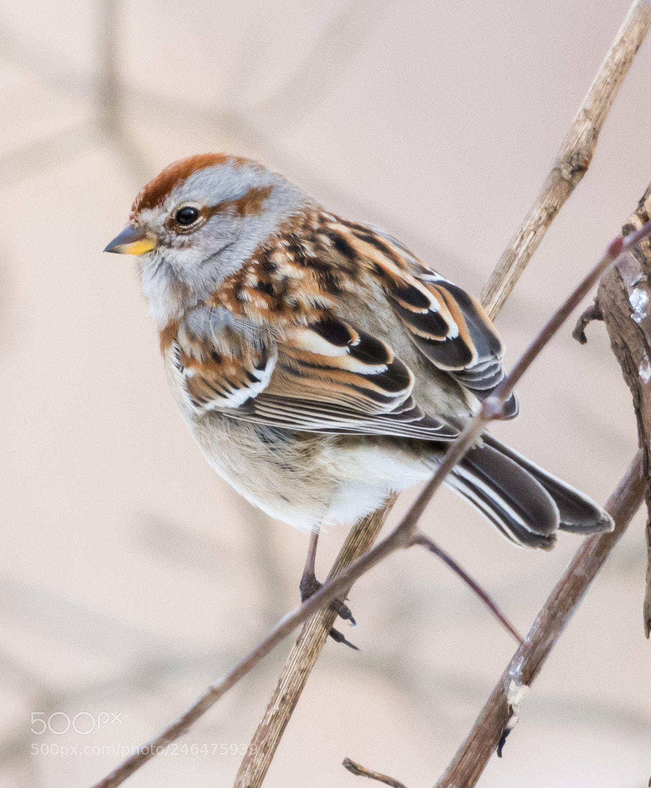 Nikon D7200 sample photo. American tree sparrow photography