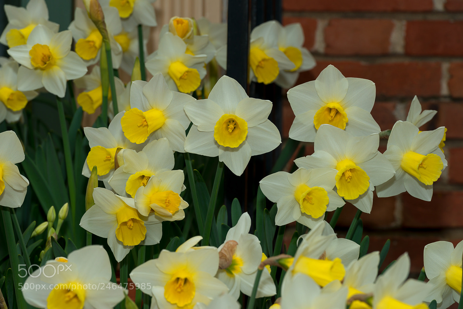 Nikon D800E sample photo. Beautiful trumpet daffodils photography