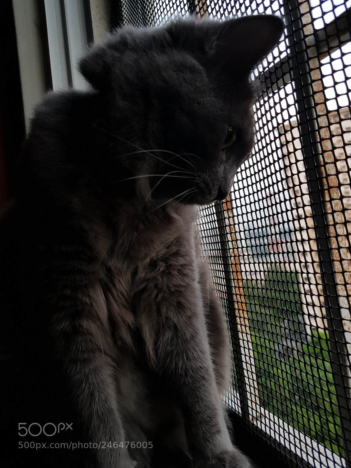 Samsung Galaxy S8+ sample photo. Untitled photography