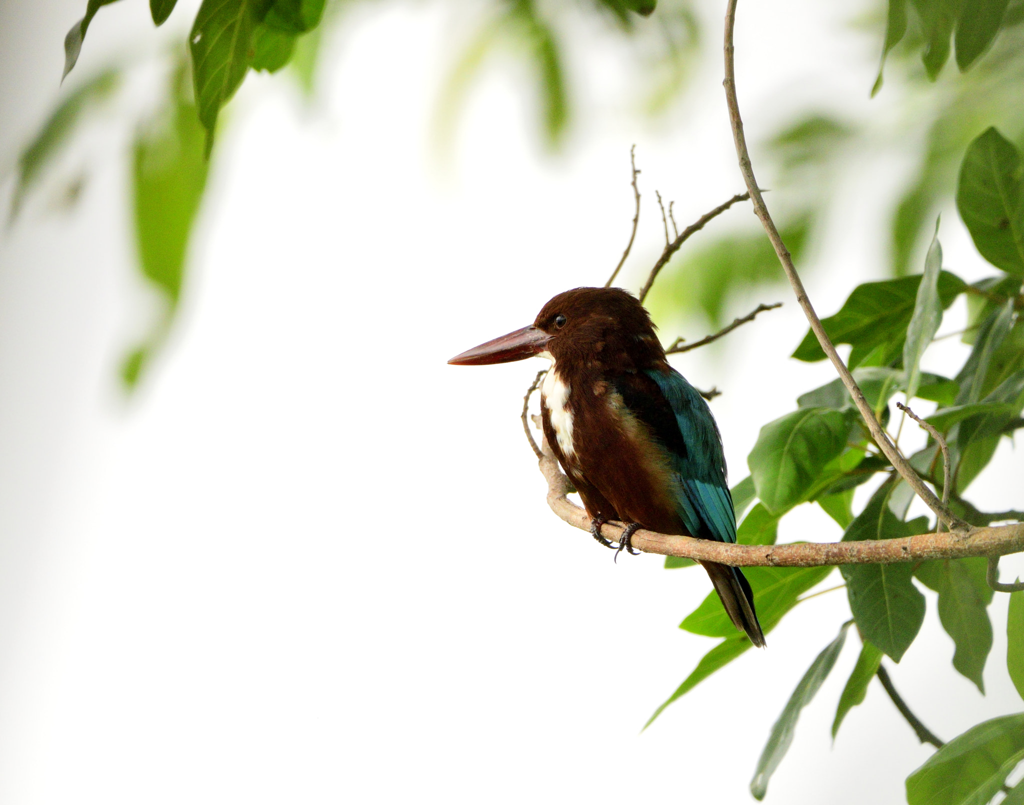 Nikon D3300 + Sigma 150-600mm F5-6.3 DG OS HSM | C sample photo. White-throated kingfisher photography