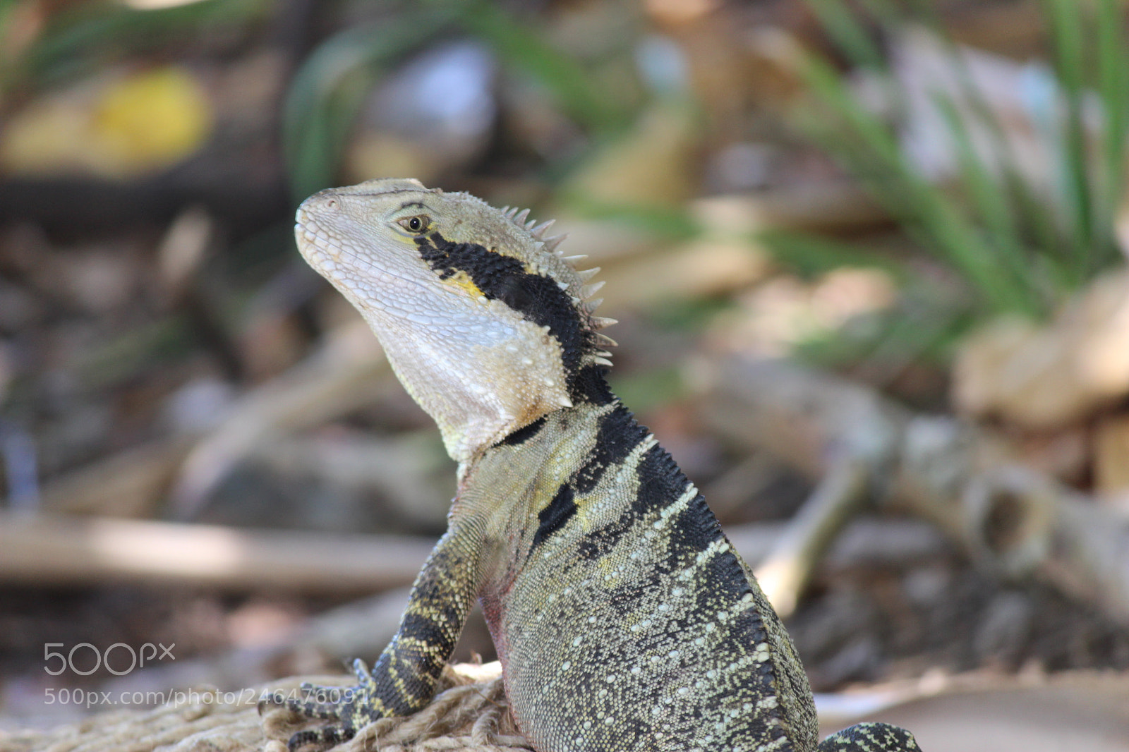 Canon EF-S 55-250mm F4-5.6 IS II sample photo. Australian wildlife photography