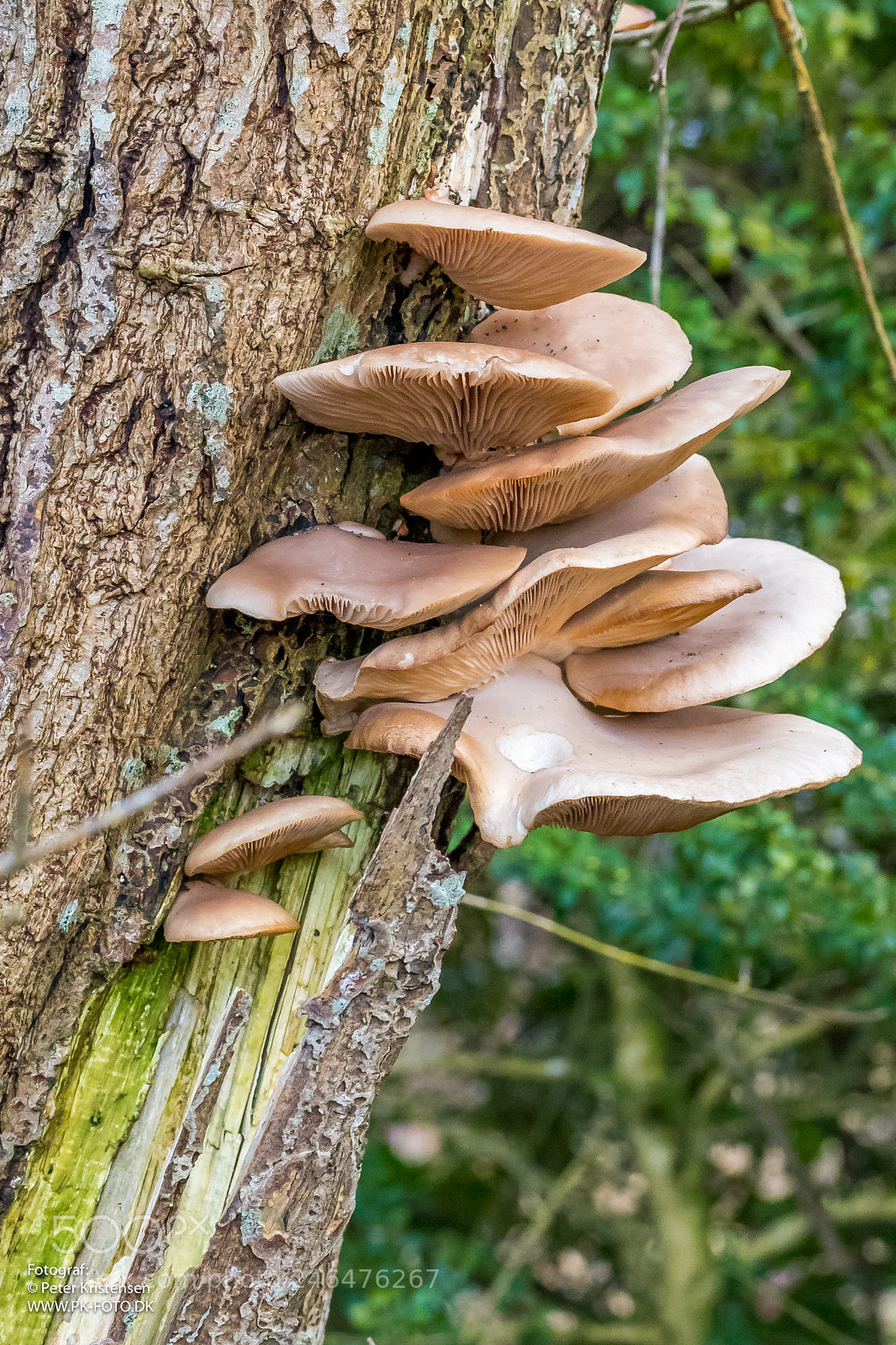 Canon EOS 6D Mark II sample photo. Mushroom photography