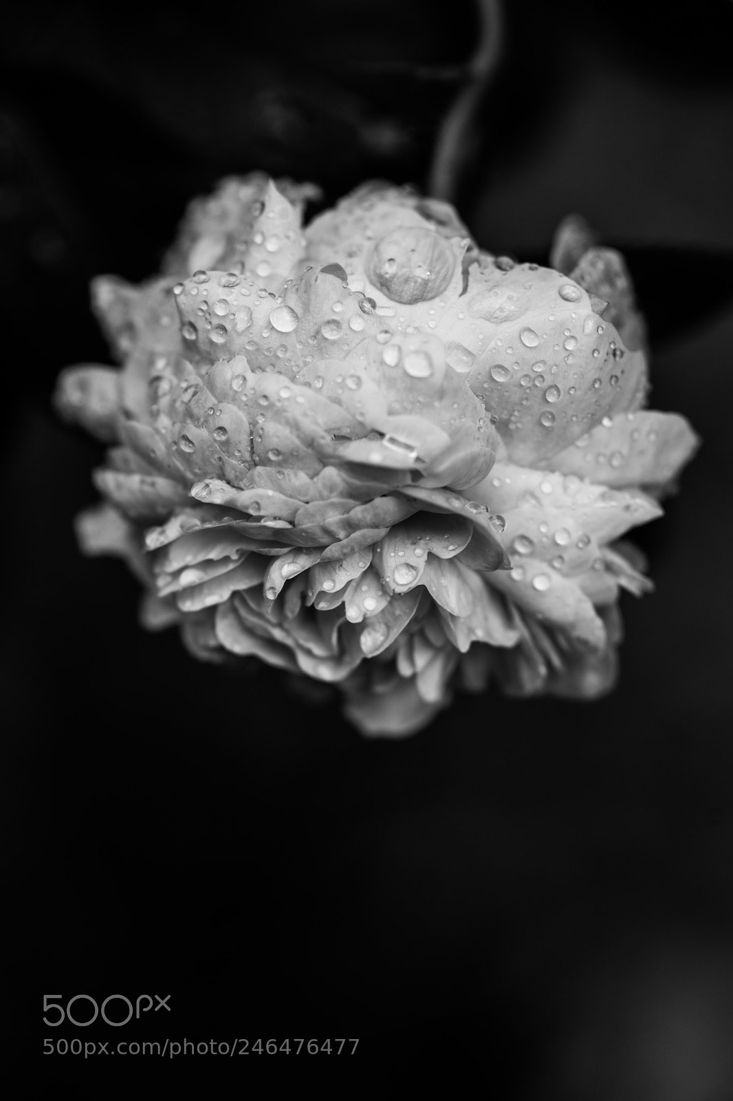 Sony SLT-A99V sample photo. 現実 photography