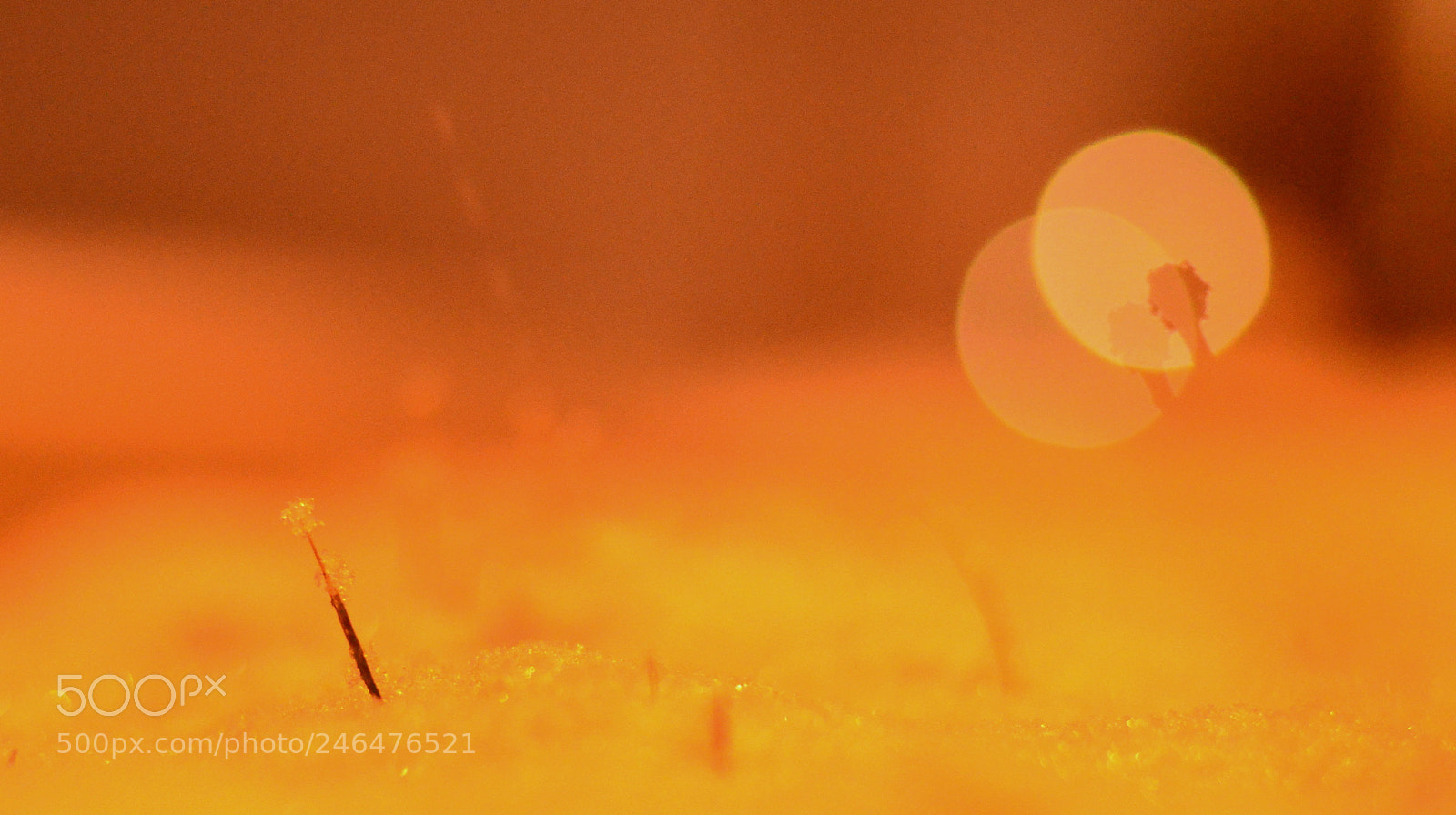 Nikon D5100 sample photo. Snow covered grass photography