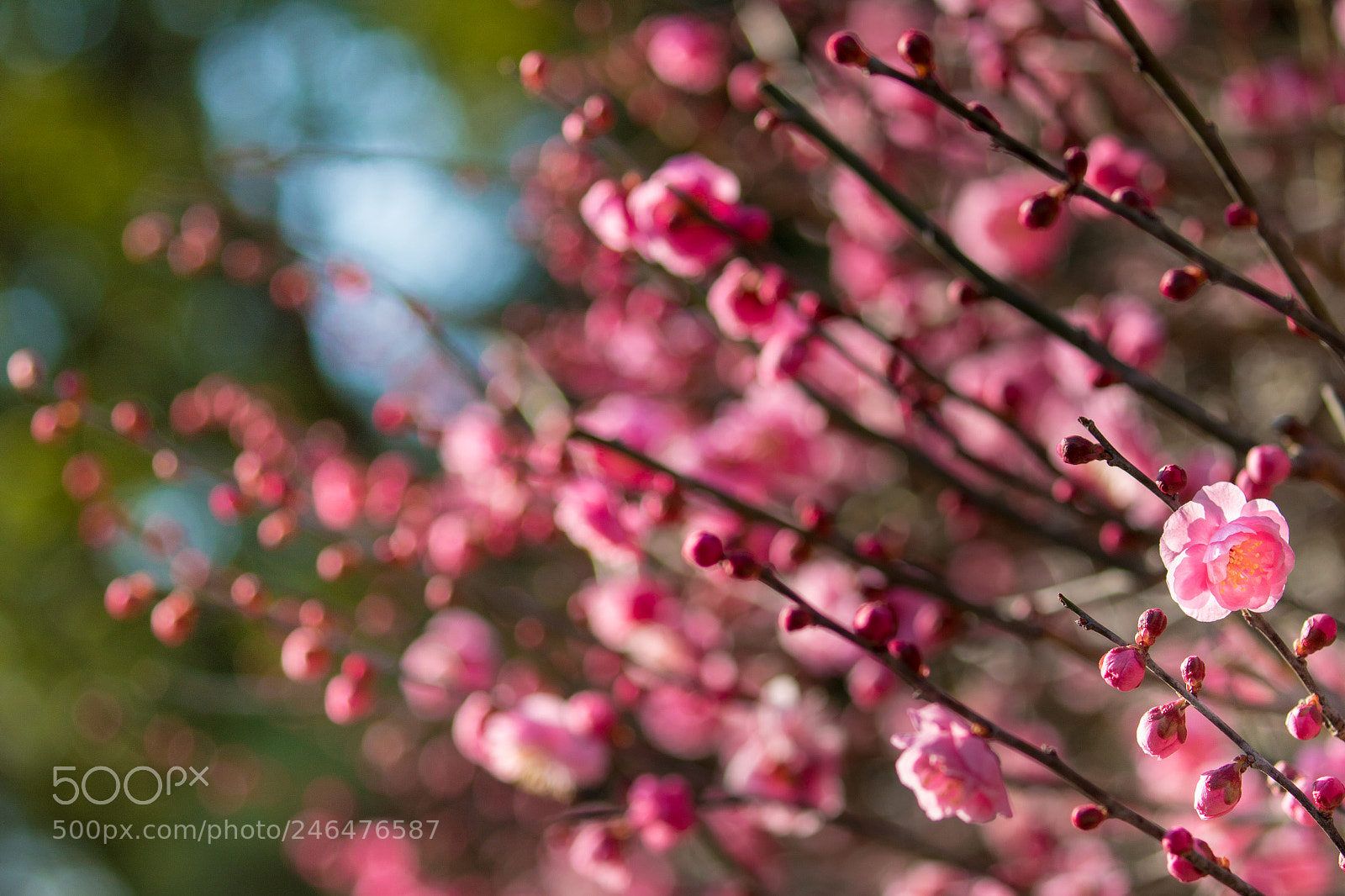 Canon EOS 7D Mark II sample photo. Pink color photography