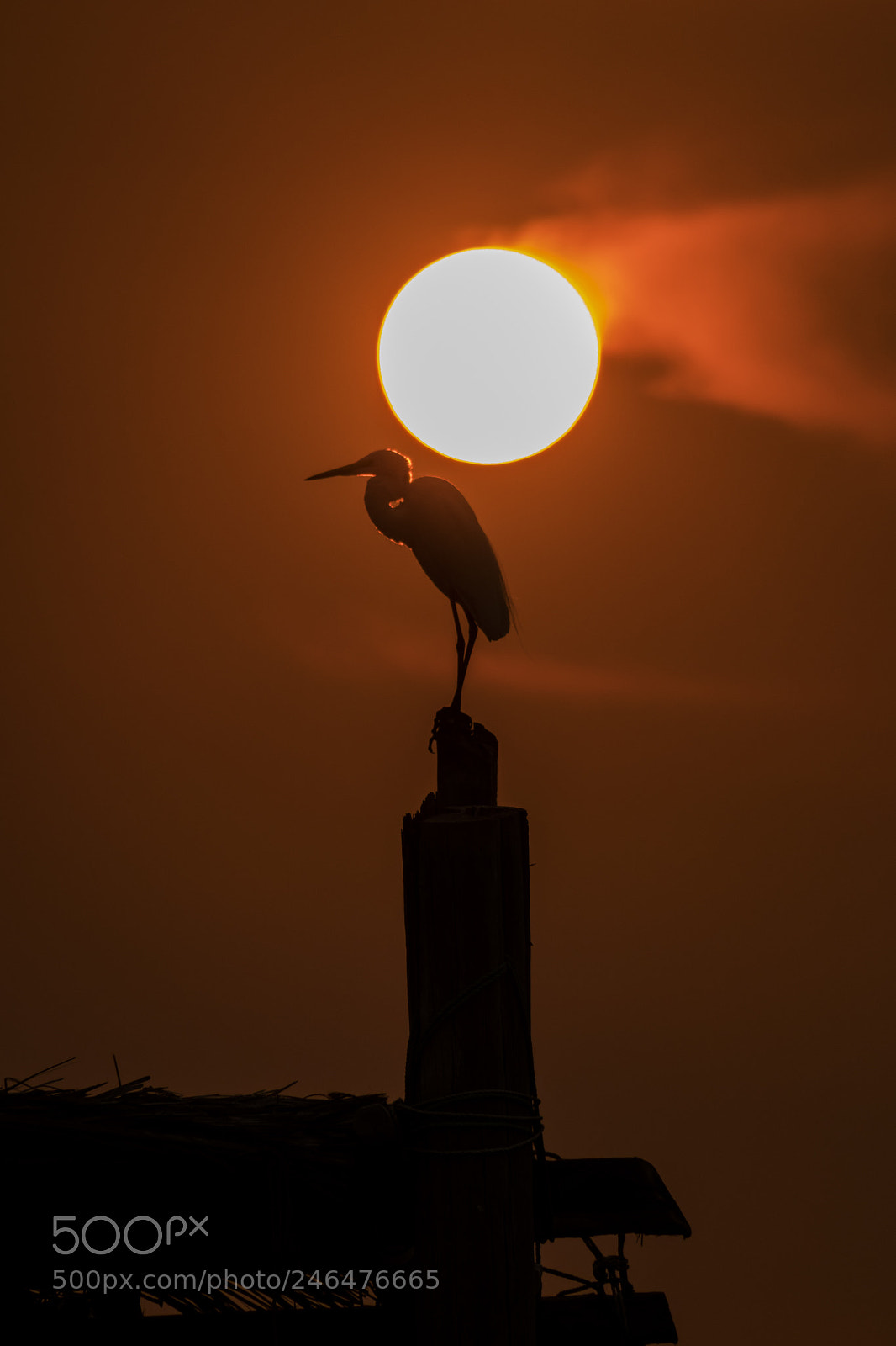 Canon PowerShot G3 X sample photo. Bird in the rising photography