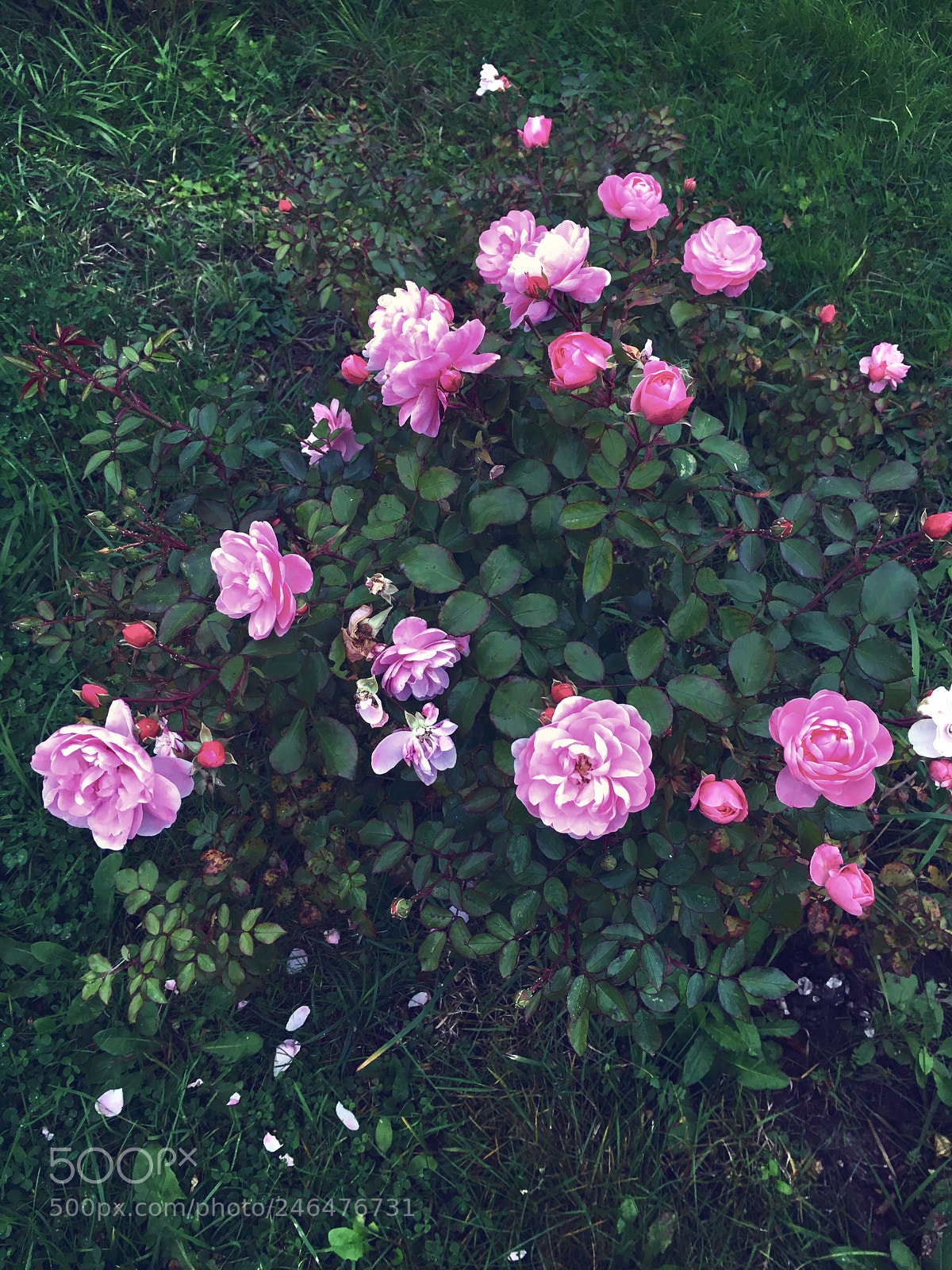Apple iPhone 6s sample photo. Untitled photography