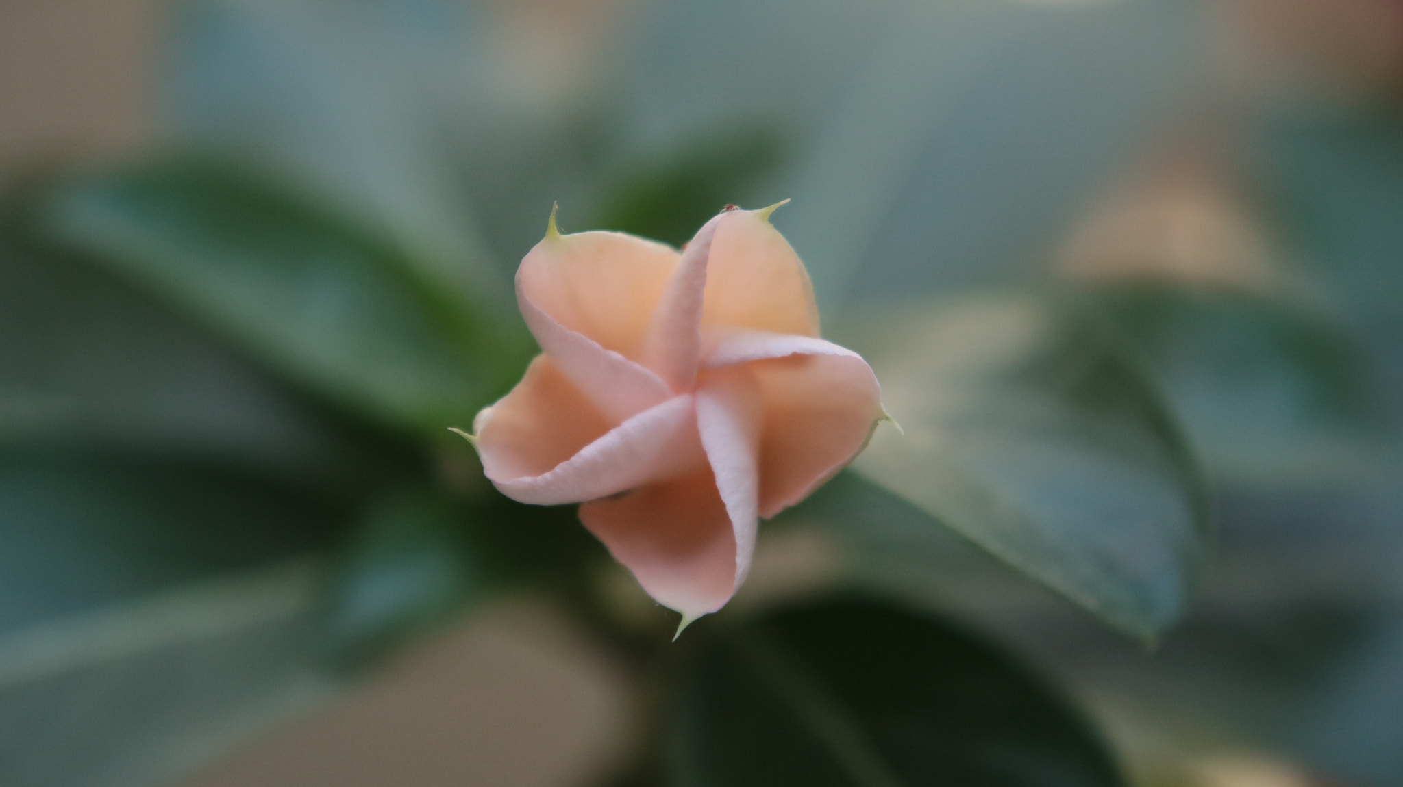 Canon EOS M10 sample photo. Periwinkle (stage 2) photography