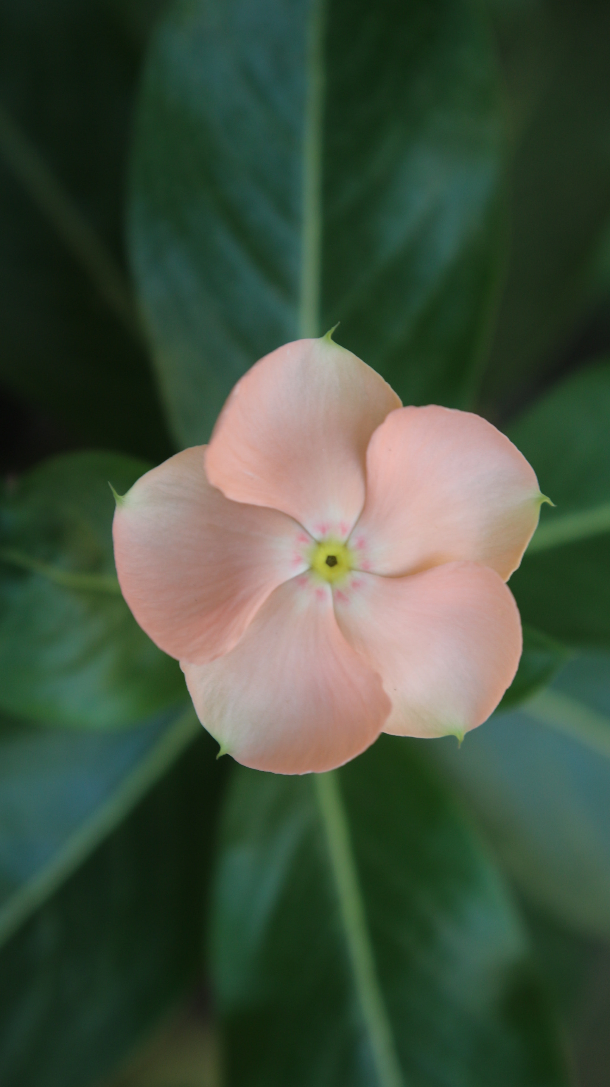 Canon EOS M10 sample photo. Periwinkle (stage 3) photography