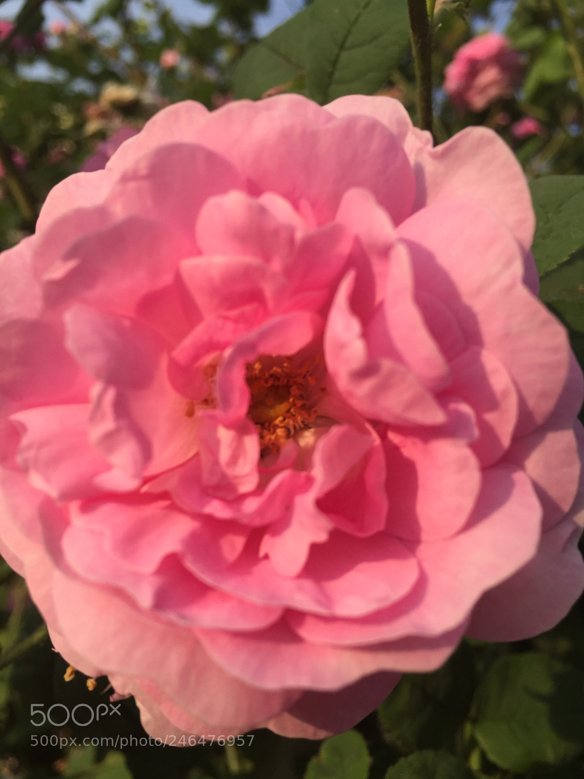 Apple iPhone 6 sample photo. Untitled photography