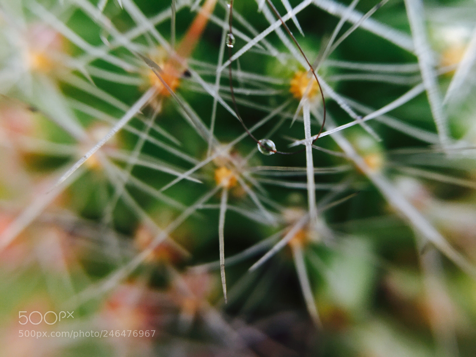 Apple iPhone 6 sample photo. Cactus tree photography