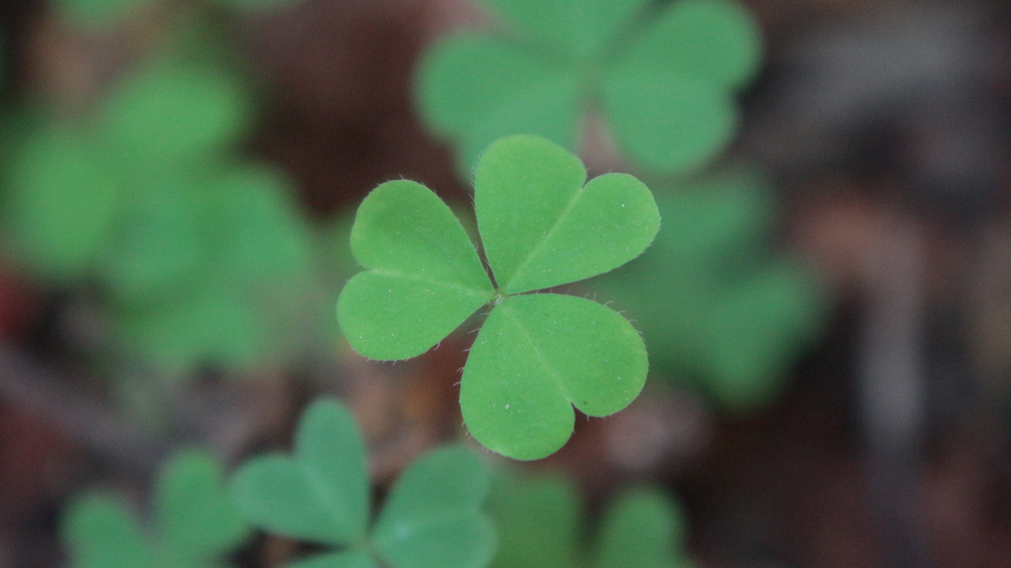 Canon EOS M10 sample photo. Oxalis (heart shaped leaf) photography