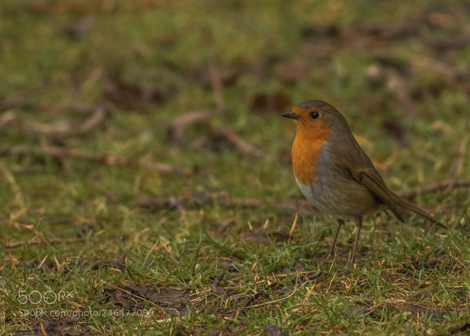 Canon EOS 7D Mark II sample photo. Untitled photography