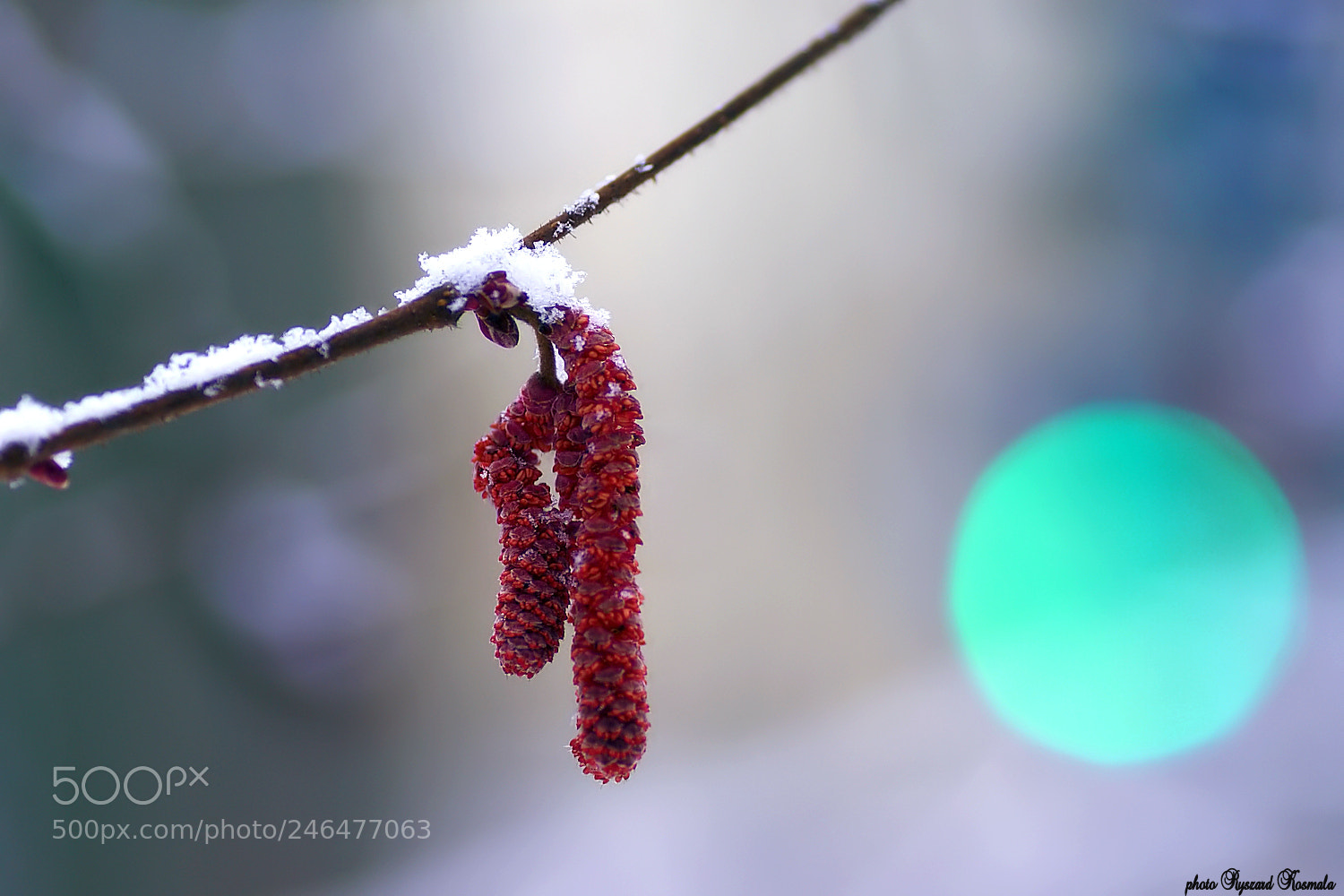Sony Alpha DSLR-A300 sample photo. Green light for spring photography