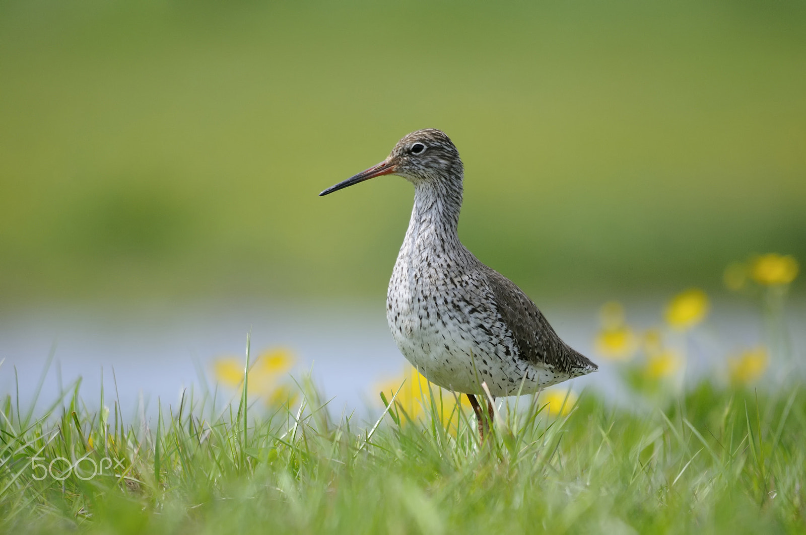 Nikon D300S + Sigma 150-500mm F5-6.3 DG OS HSM sample photo. Common redshank photography