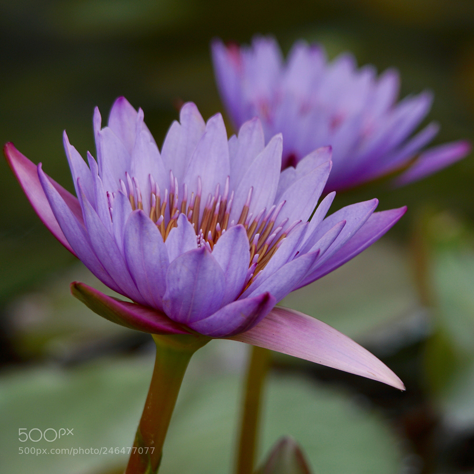 Sony a6300 sample photo. Dsc photography
