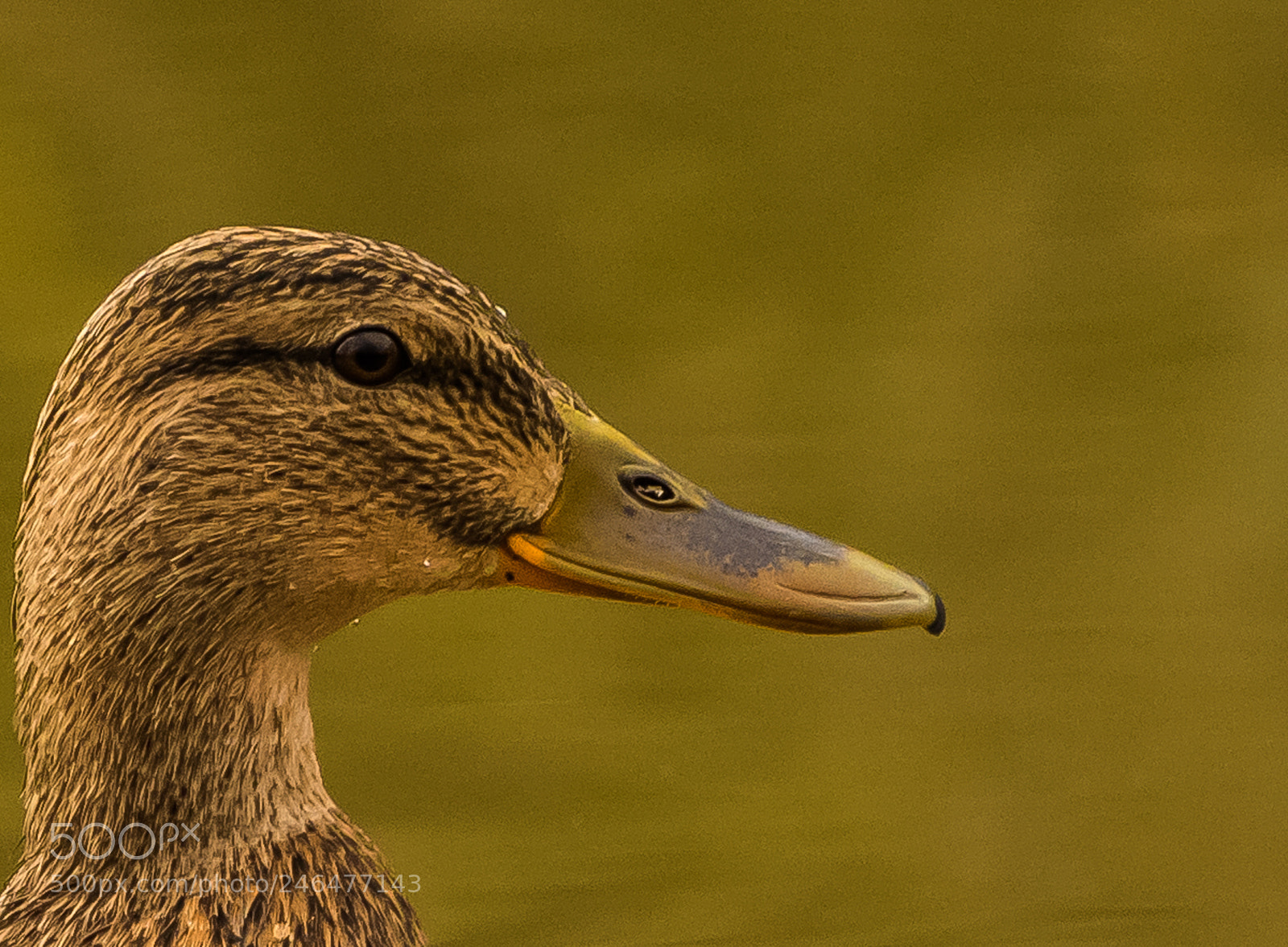 Canon EOS 7D Mark II sample photo. Untitled photography