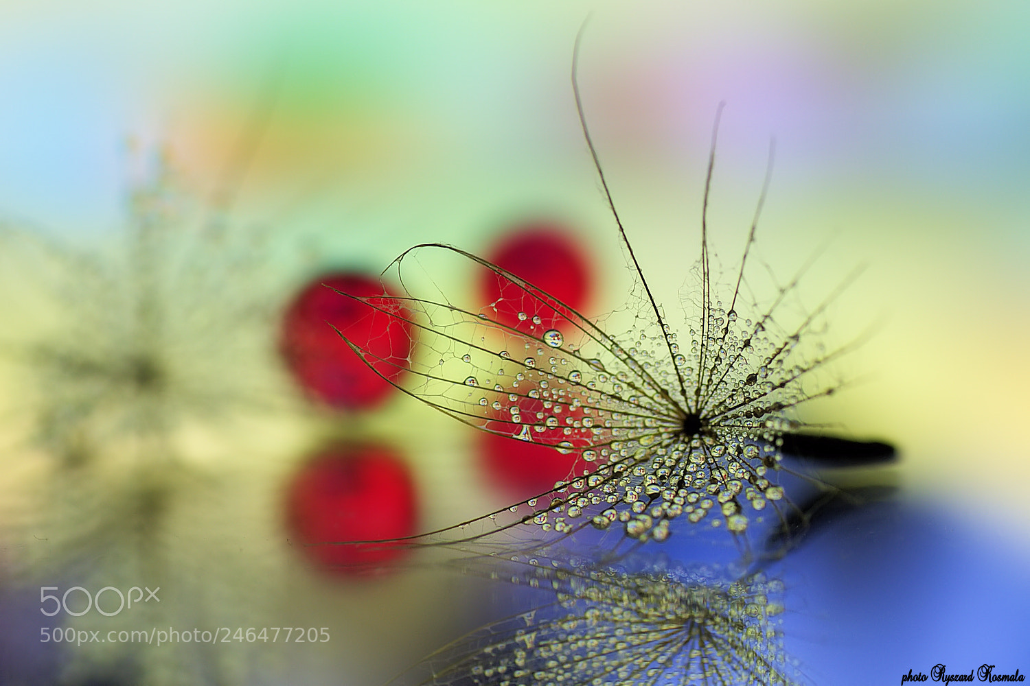 Sony Alpha DSLR-A300 sample photo. Four red photography