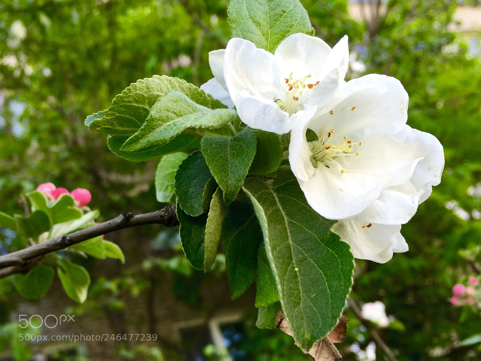 Apple iPhone 6 sample photo. Untitled photography