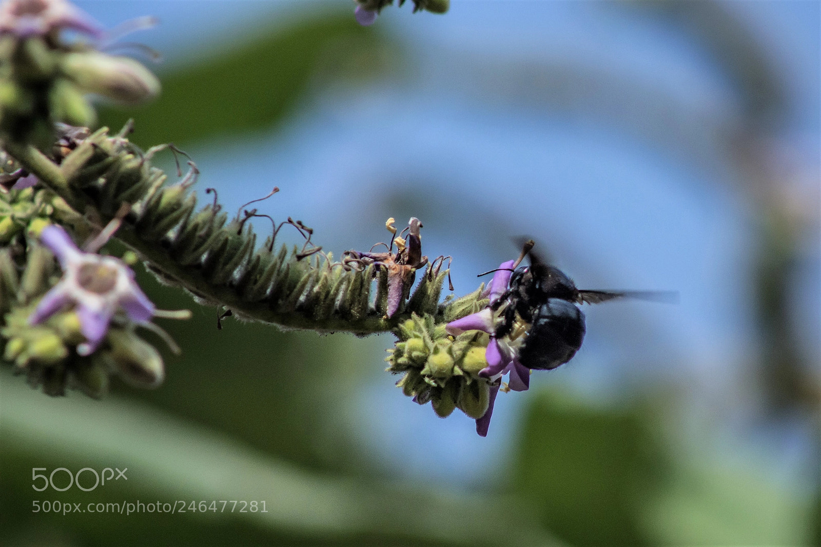 Canon EOS 700D (EOS Rebel T5i / EOS Kiss X7i) sample photo. Carpenter bee photography