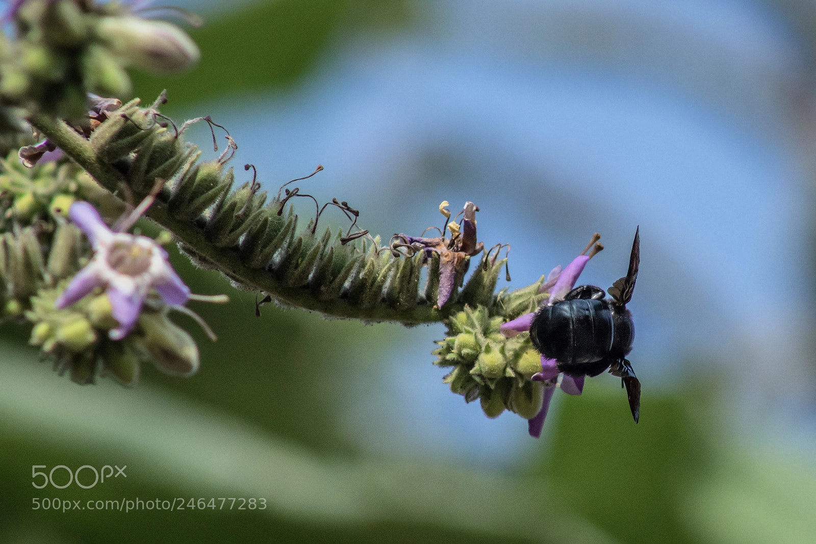 Canon EOS 700D (EOS Rebel T5i / EOS Kiss X7i) sample photo. Carpenter bee 2 photography