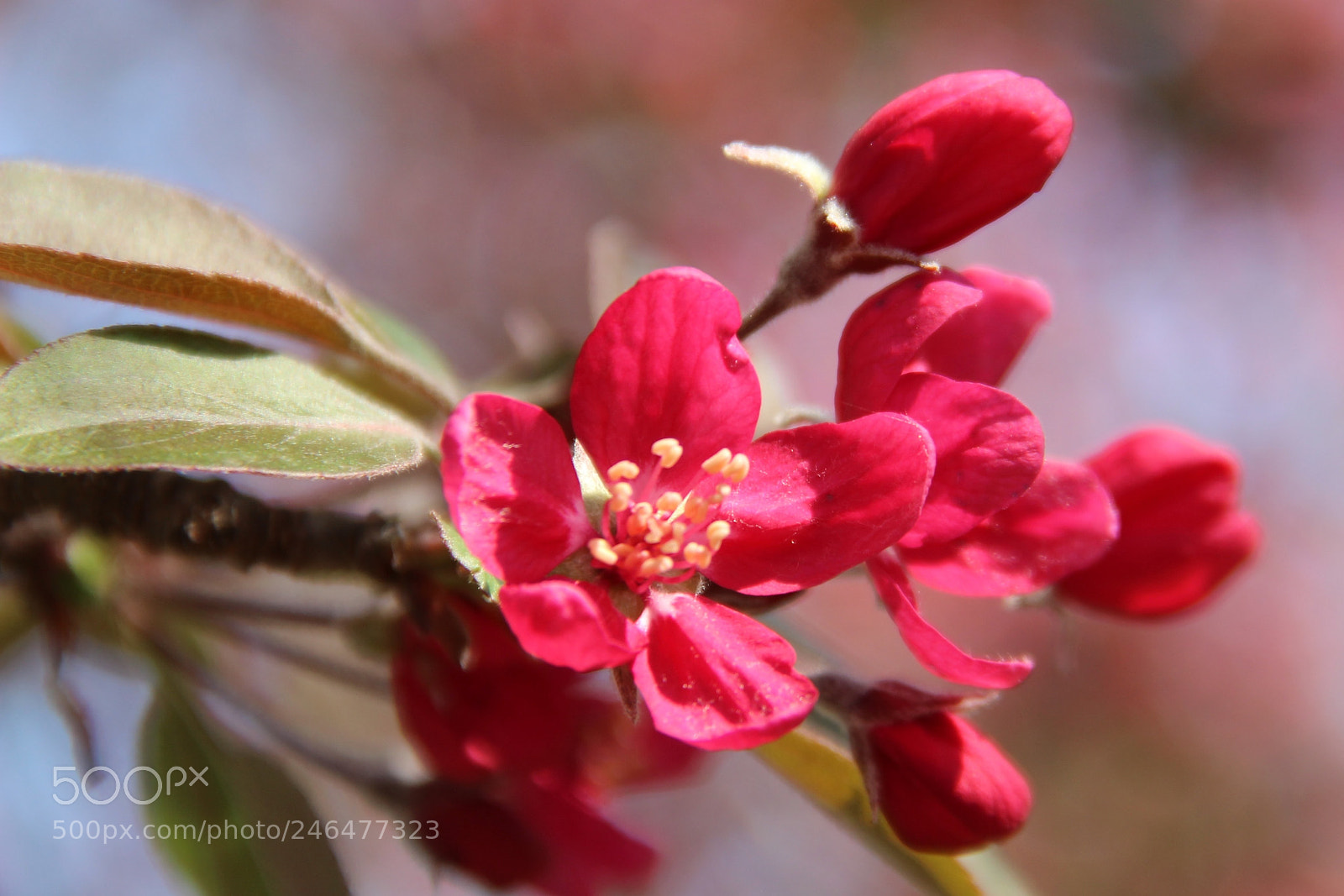 Canon EOS 600D (Rebel EOS T3i / EOS Kiss X5) sample photo. Waiting for spring blossoms photography